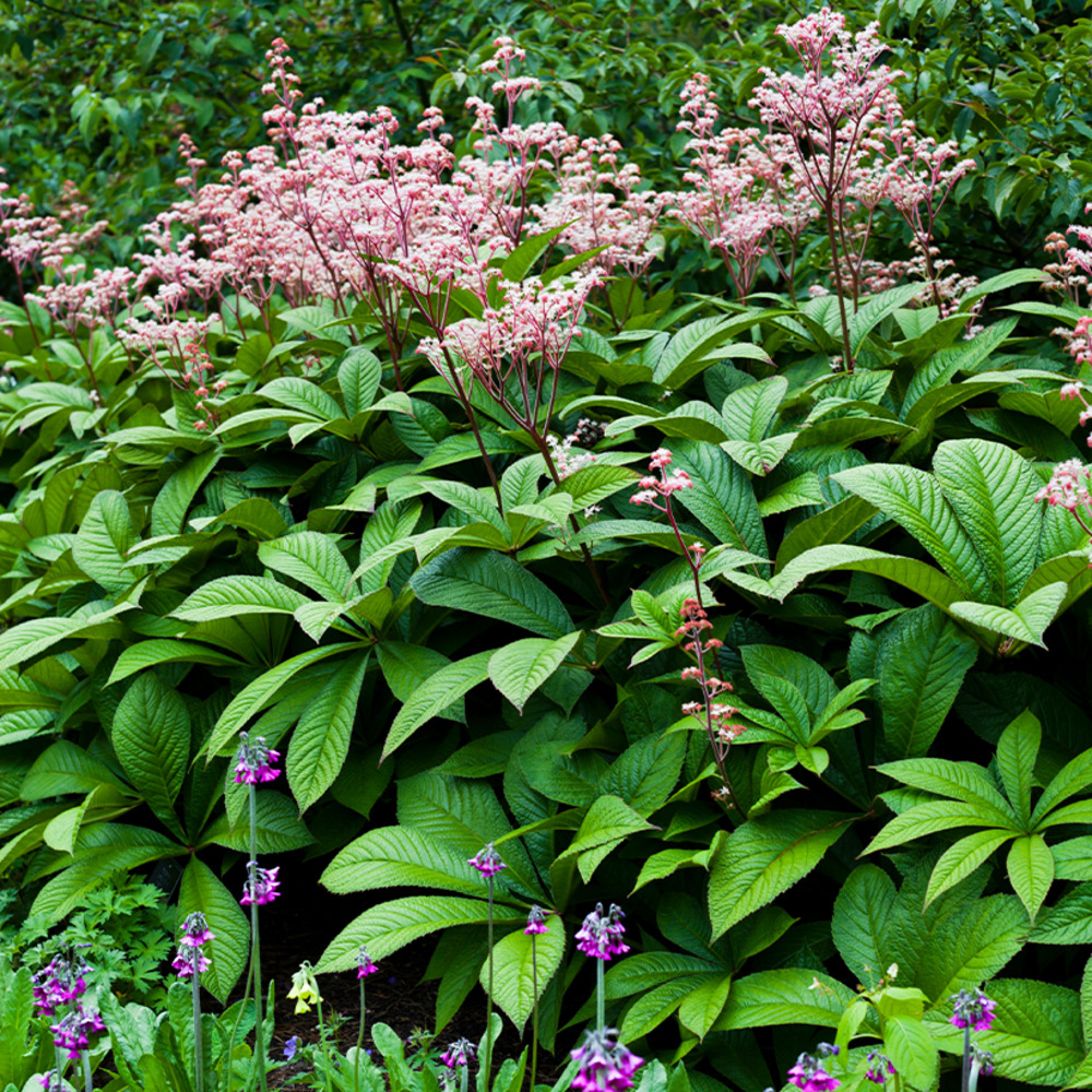 Rodgersia à feuilles de marronnier godet de 8/9 cm