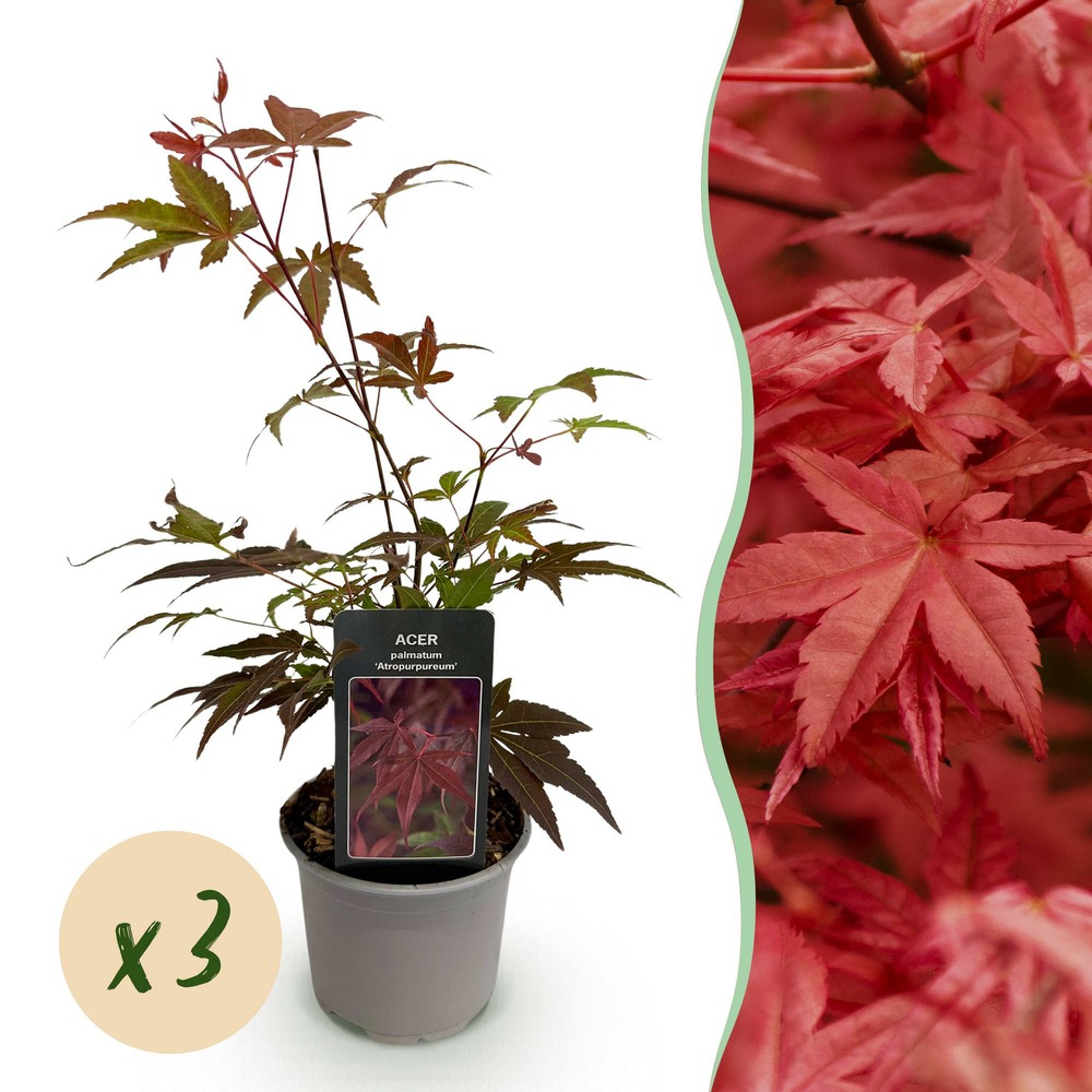 Érable du japon atropurpureum – lot de 3 – pot 12 cm