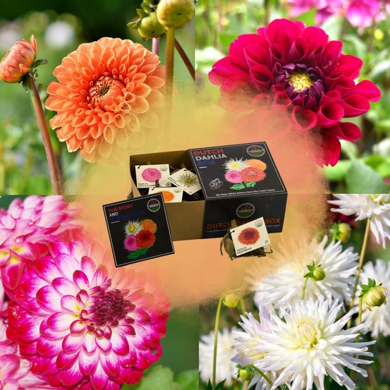Dahlia - coffret de luxe medium x 4 lots