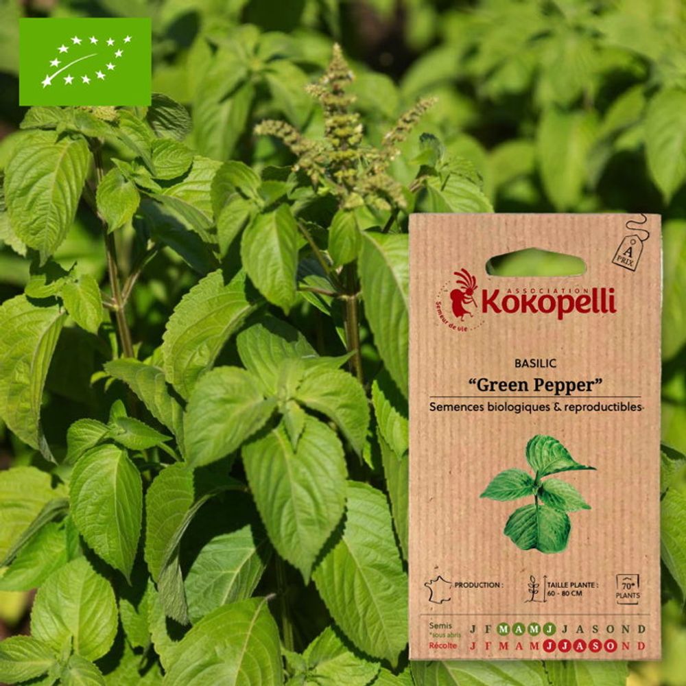 Basilic green pepper- graines bio à semer