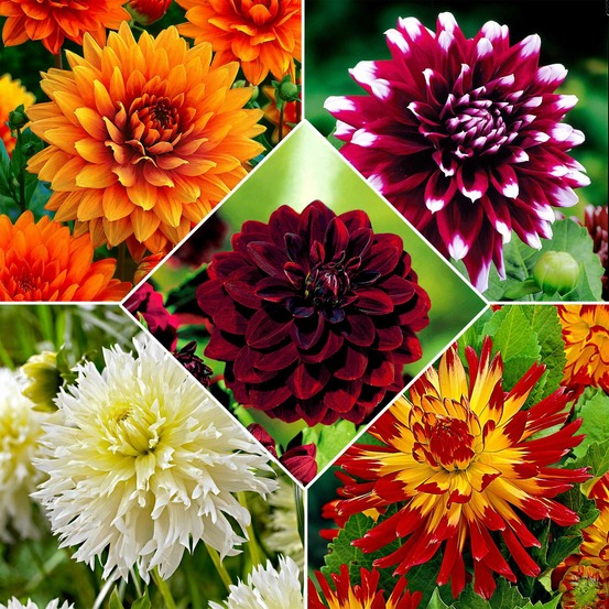 5 dahlias à grandes fleurs the kiss en mélange - le sachet de 5 bulbes / calibre i