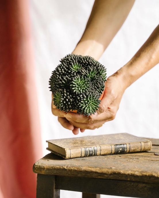 Sinocrassula yunnanensis 15cm - plante d'intérieur
