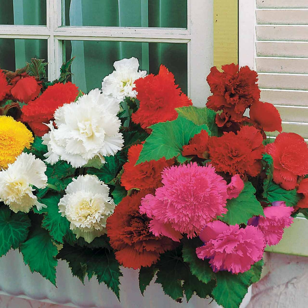 10 bégonias frangés en mélange - le sachet de 10 bulbes / circonférence 3-4cm