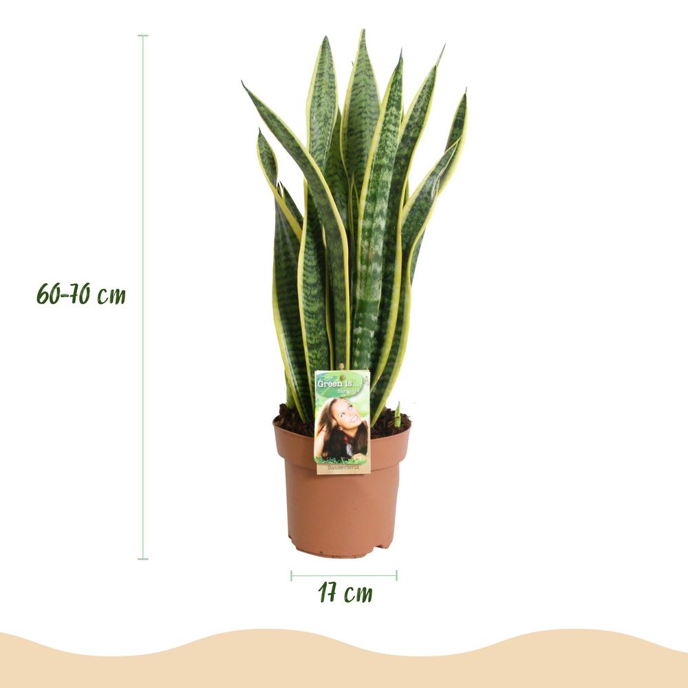 Sansevieria laurentii