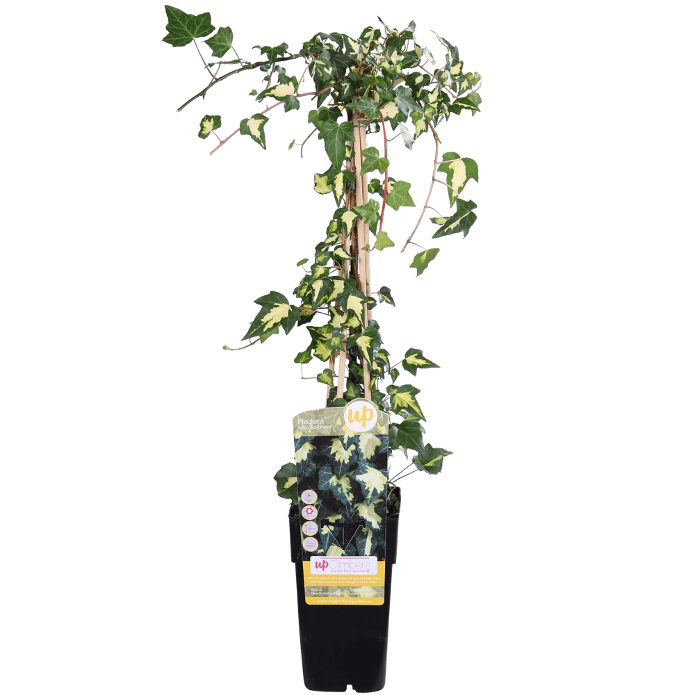 Hedera helix 'goldheart' - h65 cm - ø15 cm - plantes d'intérieur
