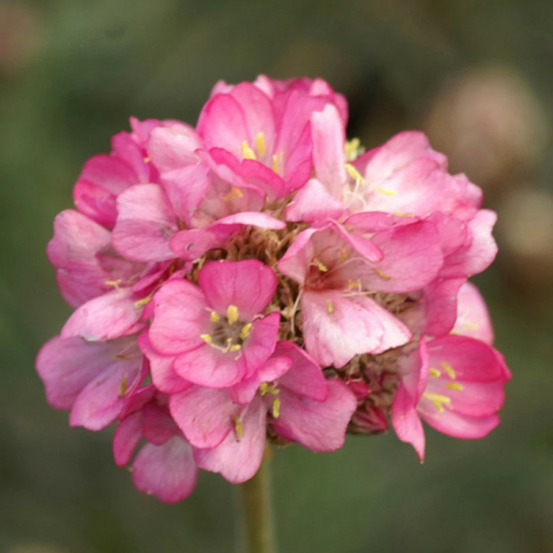 Gazon d'espagne rubrifolia lot de 5 godets