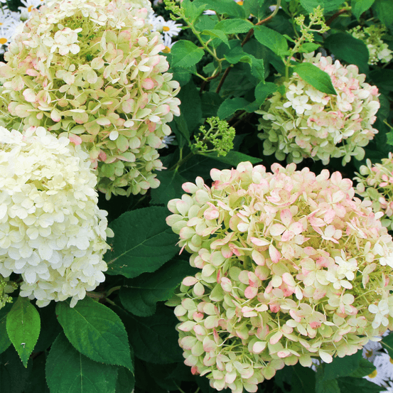 Hortensia paniculata candlelight - hydrangea paniculata candlelight pot 3l