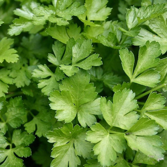 Graines de persil commun 2 - vilmorin sachet