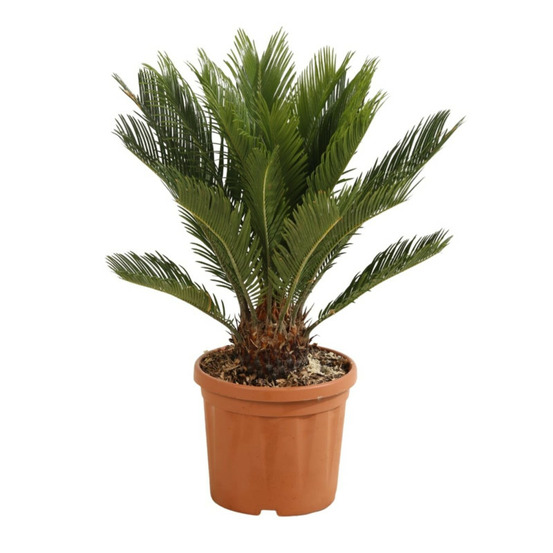 Cycas cycas revoluta 50 cm pot 5l