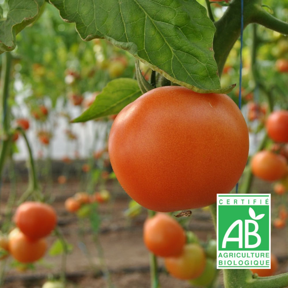 Graines de tomate la carotina - sans traitement sachet