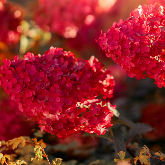 Hortensia paniculata wims red - hydrangea paniculata wims red 40/60 cm pot 3l