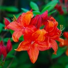 Azalée japonaise orange beauty (azalea japonica orange beauty) - godet 9cm