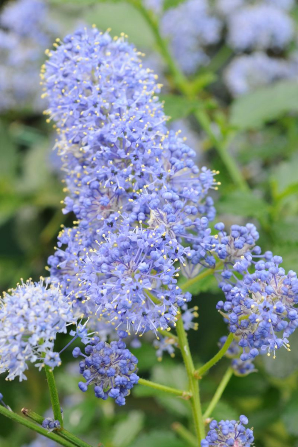 Lilas de californie 'repens' - en pot de 3 litres