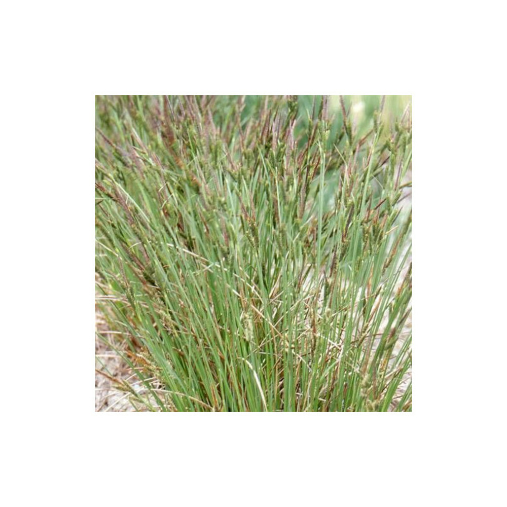 Laîche palmée godet - 5/20 cm