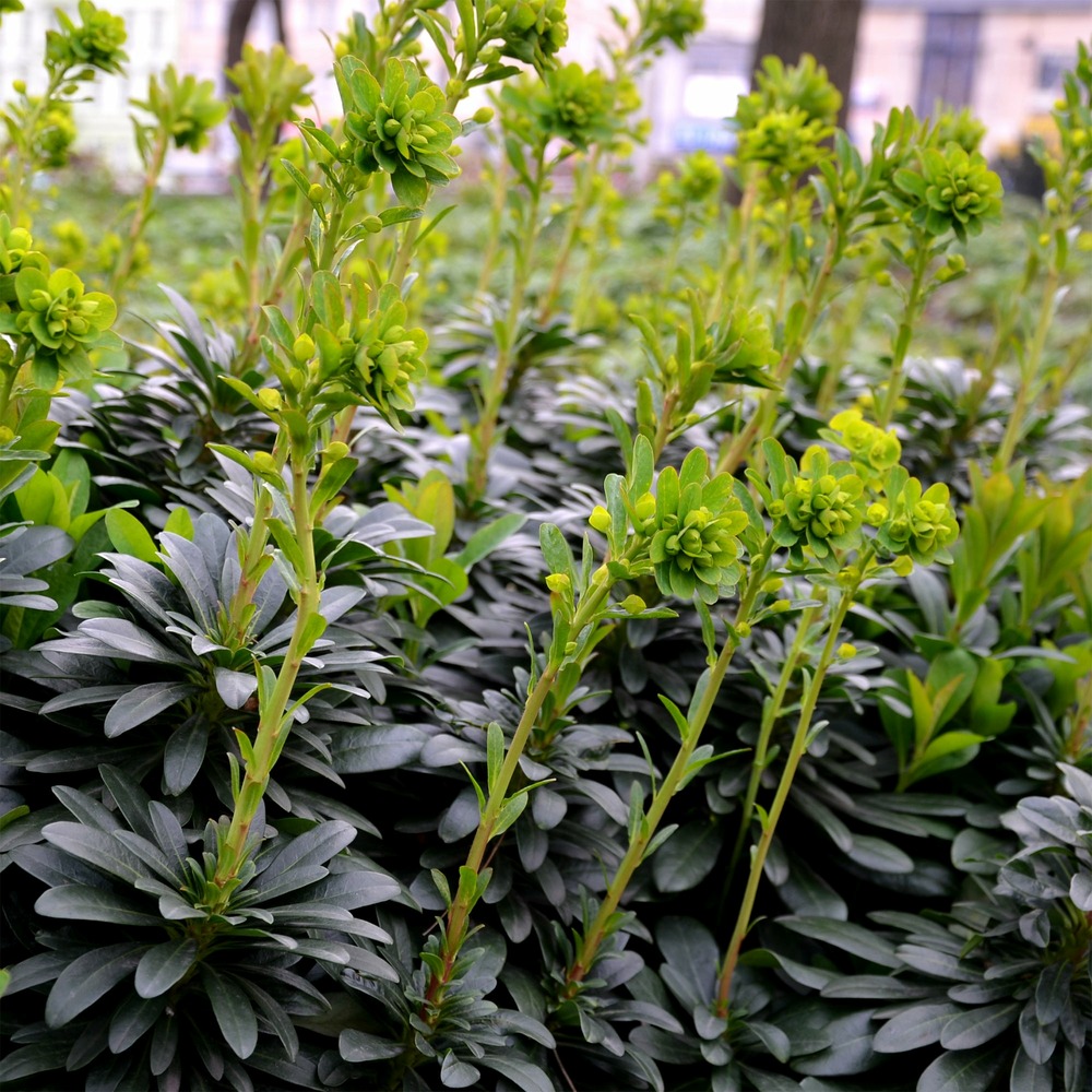 Euphorbe de mrs. Robb - le pot / ø 9cm