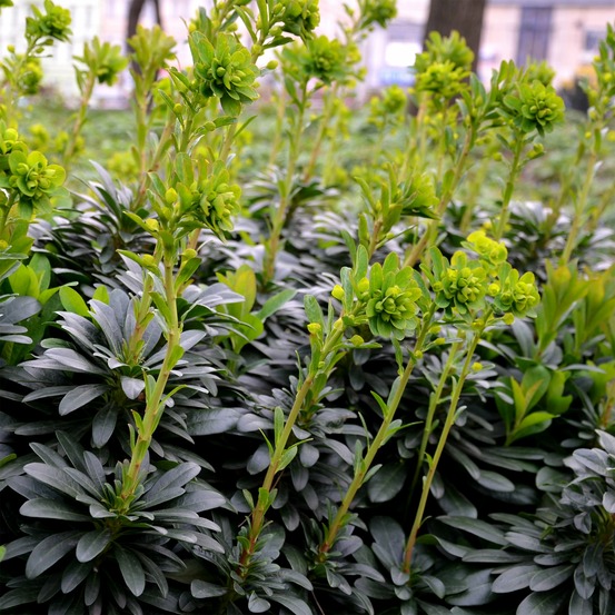 Euphorbe de mrs. Robb - le pot / ø 9cm