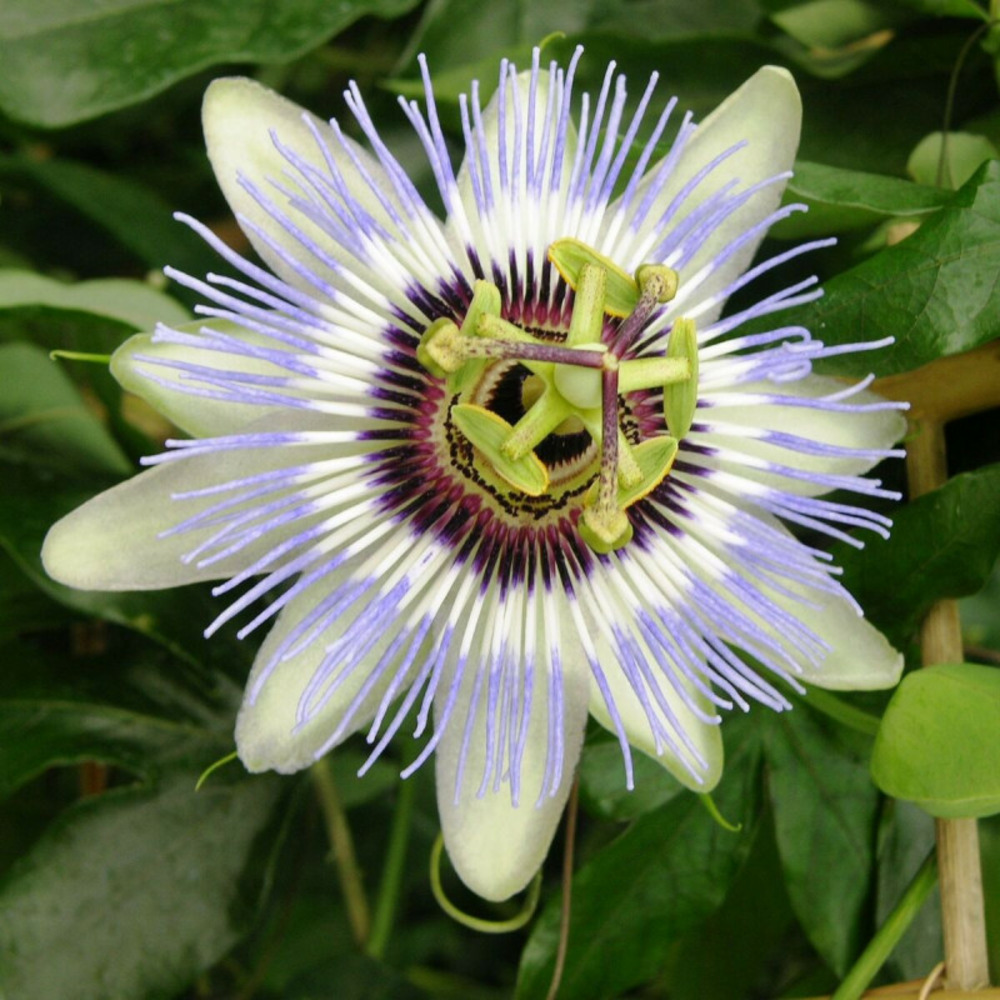 Passiflore clear sky® godet - 5/20 cm