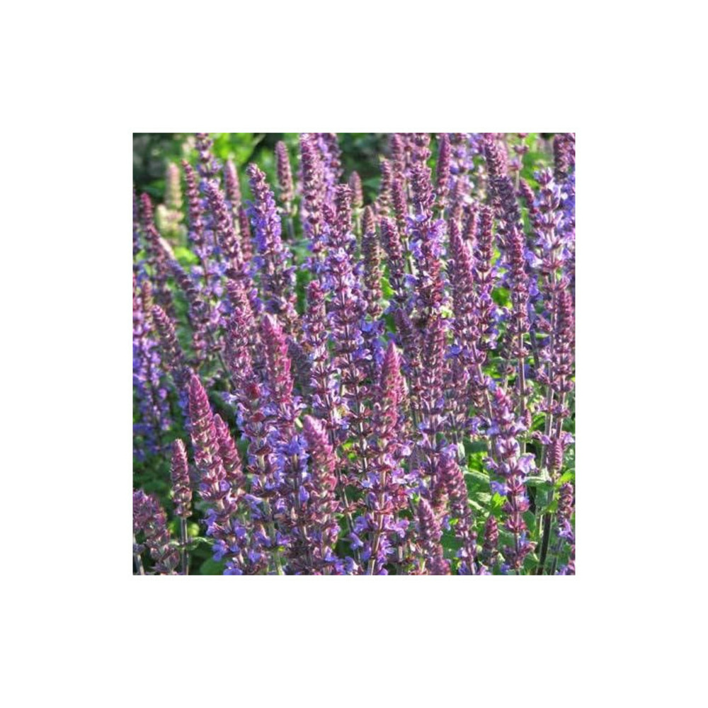 Sauge des bois new dimension blue godet - 5/20 cm