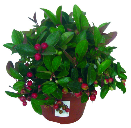 Gaultheria pot 10,5 cm