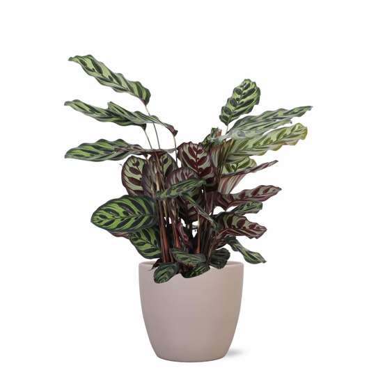 Calathea makoyana et son pot taupe - hauteur 70cm