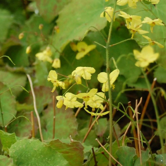 Fleur des elfes perralderianum, epimedium lot de 9 godets