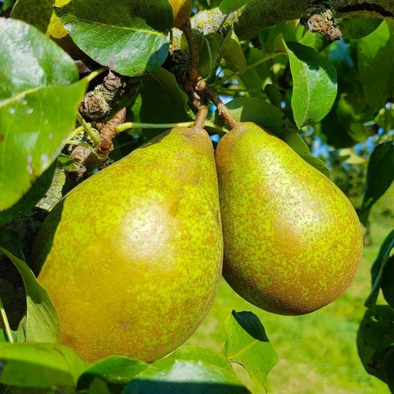 Poirier 'Comtesse de Paris'…