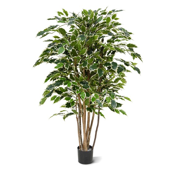 Ficus exotica deluxe 125 cm panaché