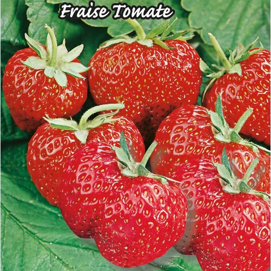 Fraisier mme moutot - 20 plants