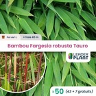 50 x bambou fargesia robusta tauro en pot de 1 l