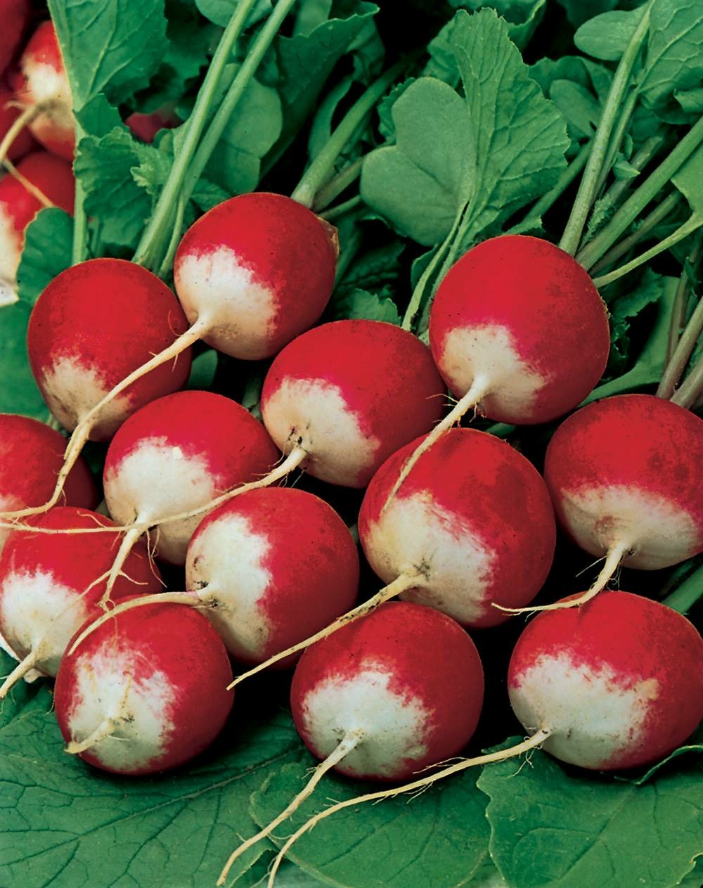 Radis national - 10 g