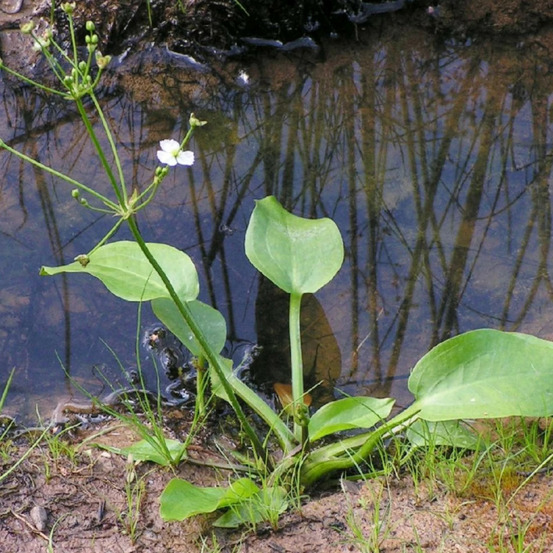 Plantain d'eau lot de 9 godets
