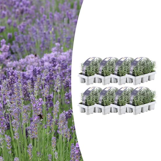 Lot de 8 - 6 pack lavendel angustifolia - h15 cm