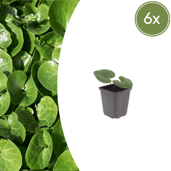Lot de 48 - asaret (asarum europaeum) 'asaret'