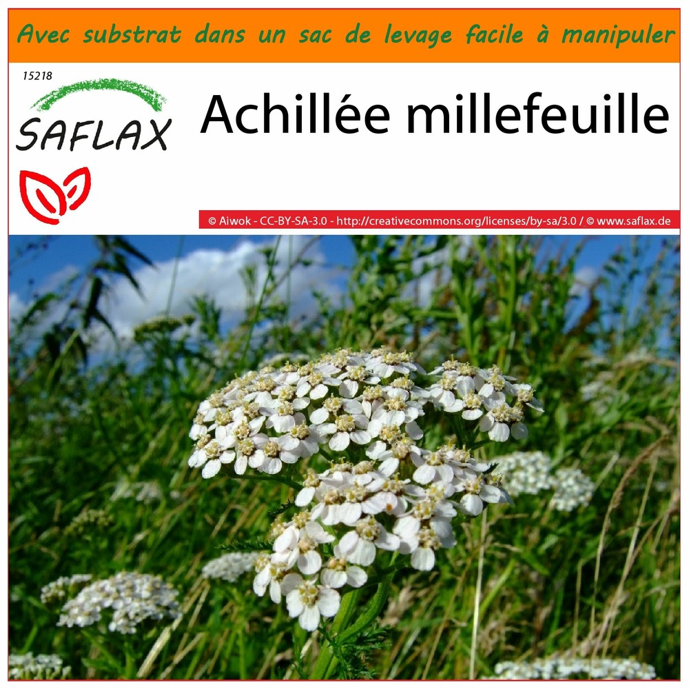 Garden in the bag - achillée millefeuille - 200 graines - achillea millefolium