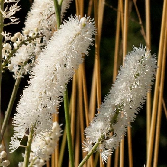 Bugbane 'white pearl' pot de 1,5l/2l