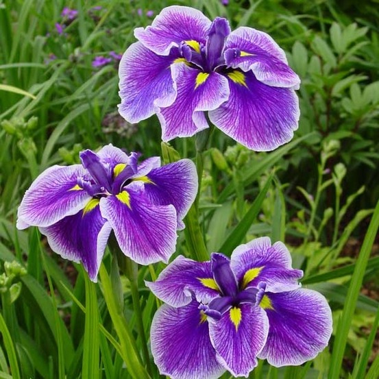Iris japonais 'crystal halo' godet de 8/9 cm