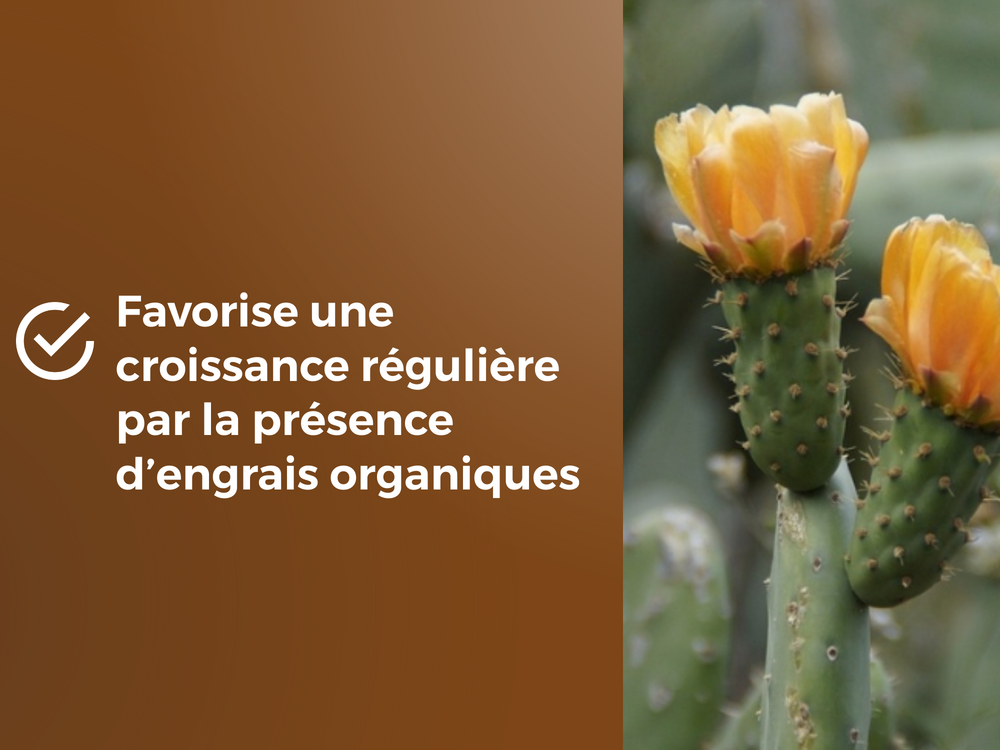 Obrtcac6u -substrat cactus & plantes grasses - 6l -favorise la croissance |  Truffaut
