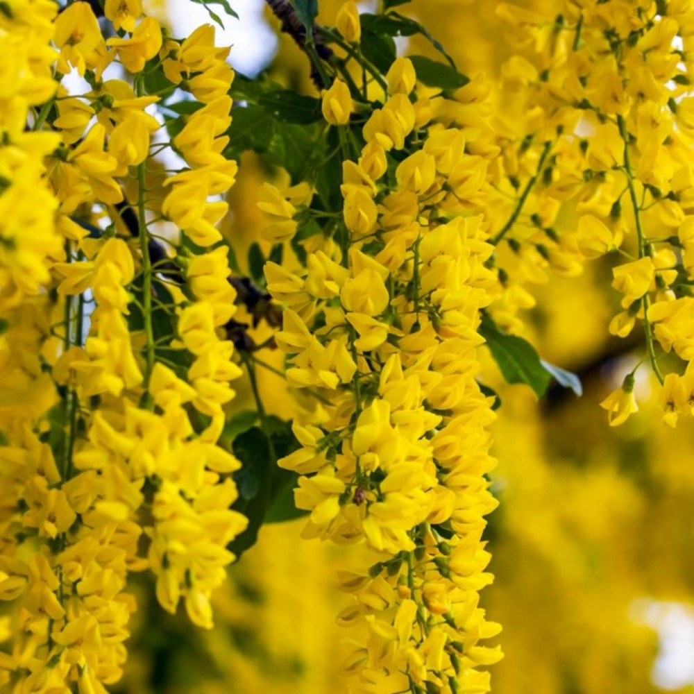 Arbre aux pois ou Acacia jaune