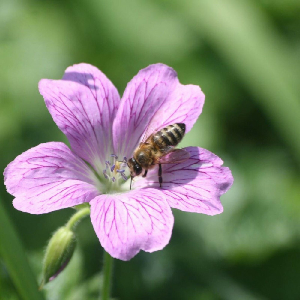 Géranium vivace endressi lot de 5 godets