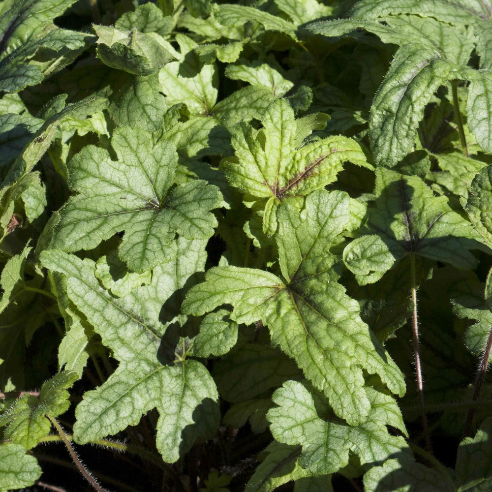 Heucherella 'kimono' godet de 8/9 cm