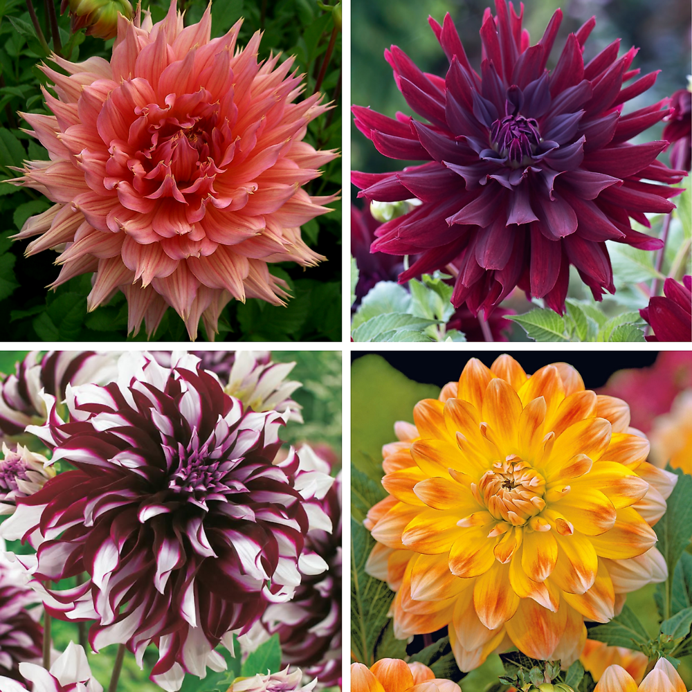 Offre speciale dahlias decoratifs - 4 bulbes