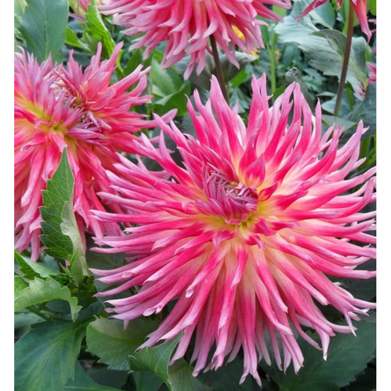 Bulbe de dahlia cactus uncle sam sachet de 1 bulbe