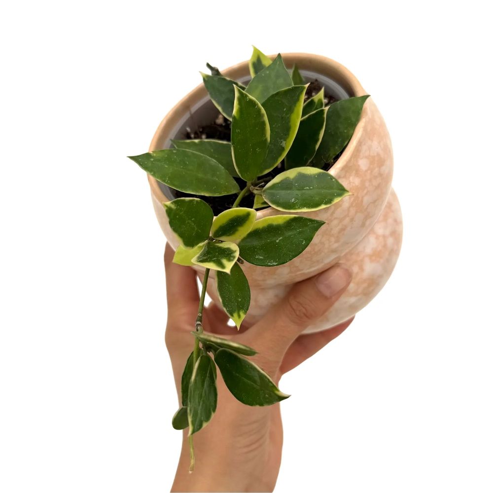 Hoya lacunosa albomarginata 'asami' - pot de 9cm