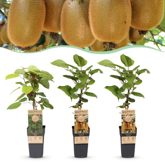 Actinidia weiki & hayward - hauteur 50cm - h15-50 cm