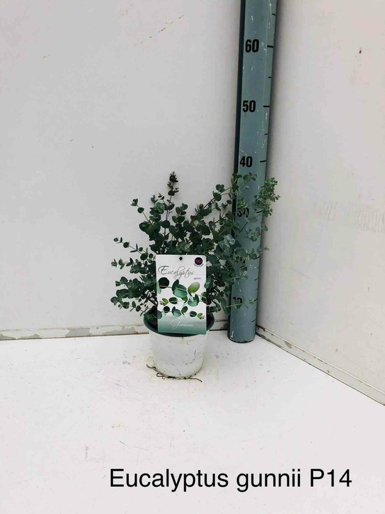 Eucalyptus gunnii (gommier bleu ou gommier cidre) pot de 2 litres ? 30/40 cm