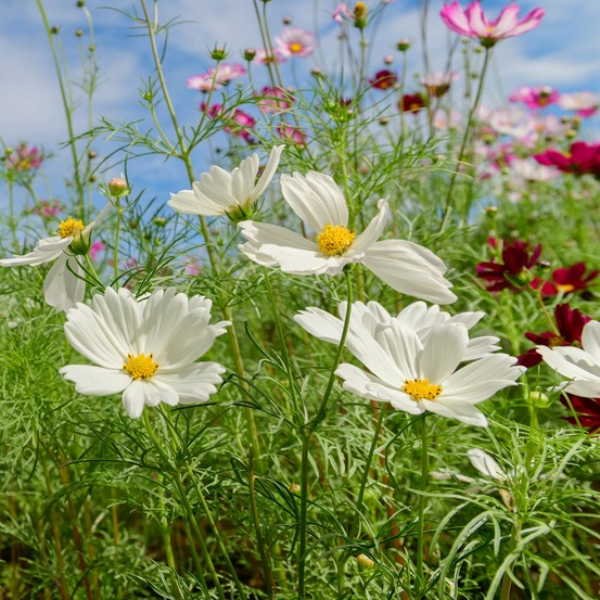 Cosmos blanc - le pot / ø 10,5cm