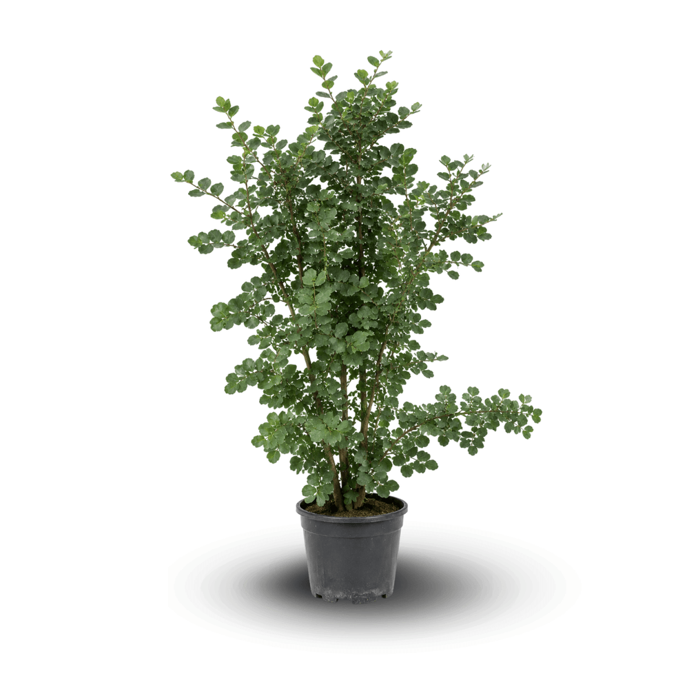 Caroubier - Ceratonia siliqua - ↕ 110-120 cm - ⌀ 24 cm - plante d'extérieur