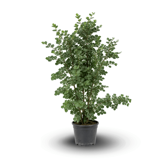 Caroubier - Ceratonia siliqua - ↕ 110-120 cm - ⌀ 24 cm - plante d'extérieur