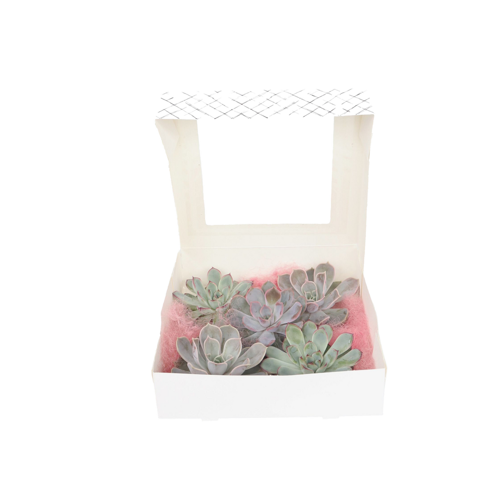 Bricolage décorative - set de 5 - echeveria lilacina - hauteur 7cm