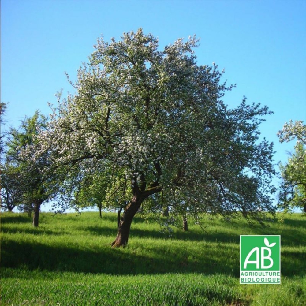 Pommier 'reine des reinettes' bio (malus domestica 'reine des reinettes')